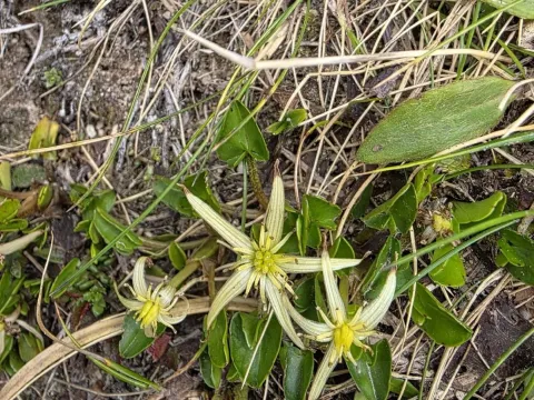 Marsh Marigold