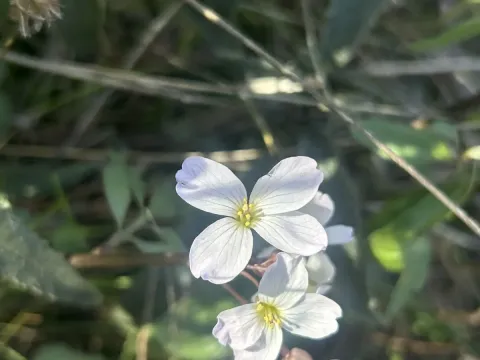 Сердечник