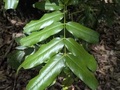 Castanospermum