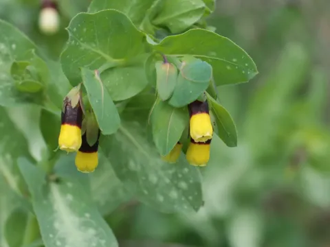 Cerinthe