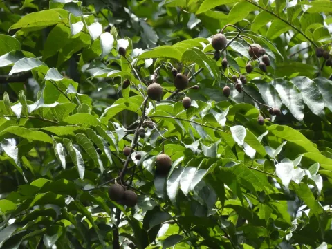 Chukrasia