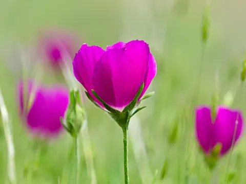 Callirhoe