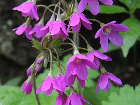 Cortusa