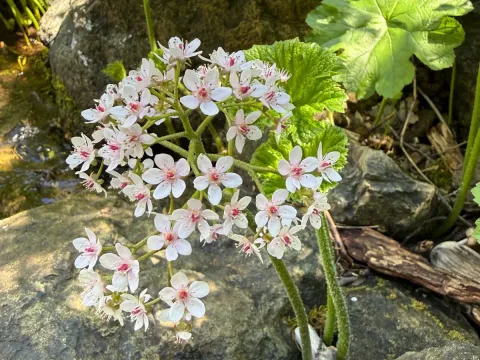 Darmera peltata