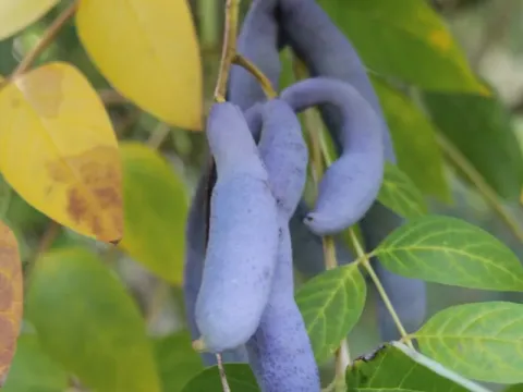 Decaisnea