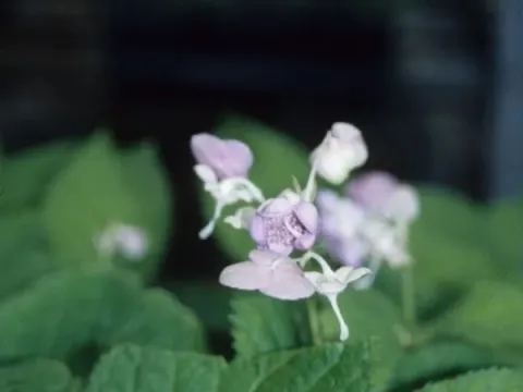 Deinanthe bifida