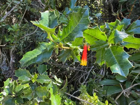 Desfontainia