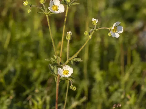 Rock Cinquefoil