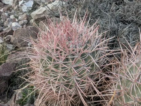 Echinocactus