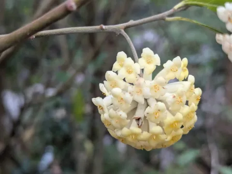 Edgeworthia