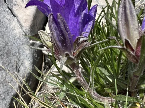 Edraianthus