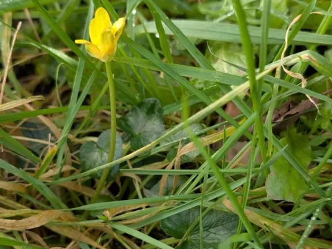 Lesser celandine