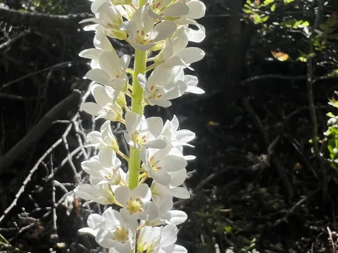 Francoa