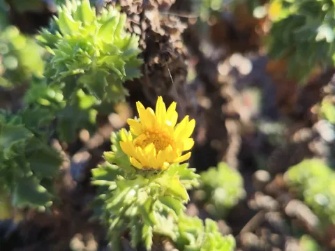 Haplopappus