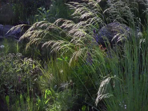 Oatgrass