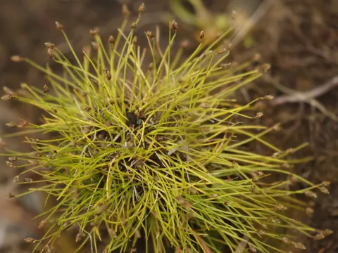 Isolepis