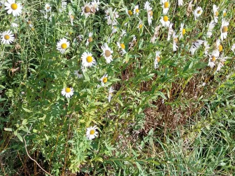 Leucanthemella