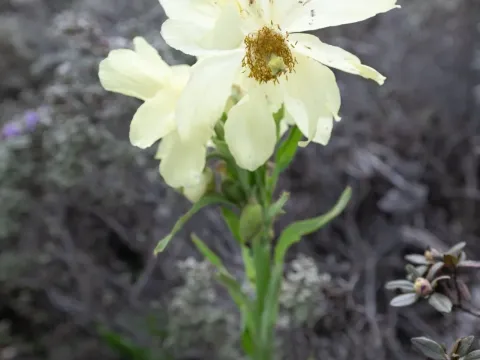 Меконопсис