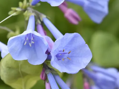 Mertensia