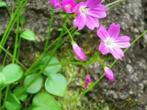 Miner's lettuce
