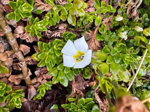 Ourisia