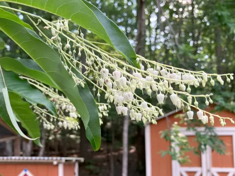 Sourwood