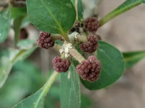 Pisonia