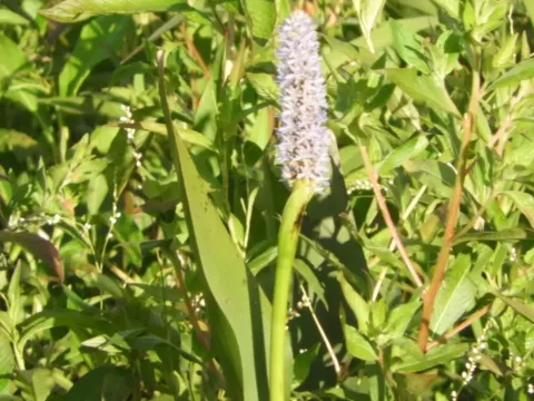 Pickerelweed