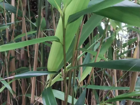 Pseudosasa