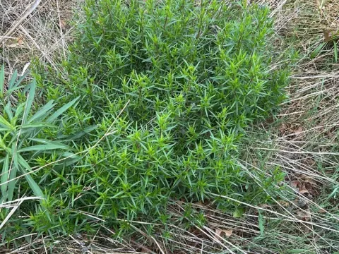 Pycnanthemum