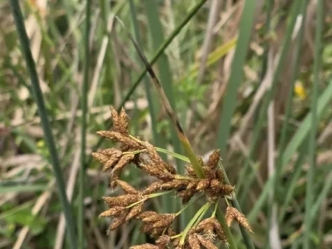 Комиш