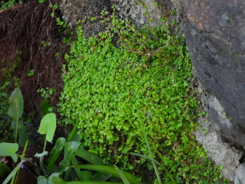 Soleirolia