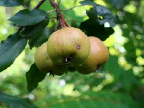Sorbopyrus