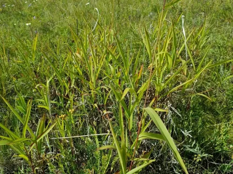 Spodiopogon