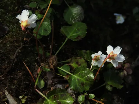 Shortia