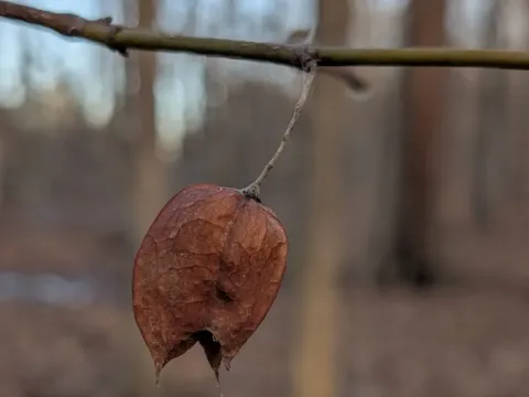 Клекачка