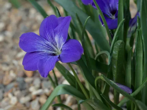Tecophilaea