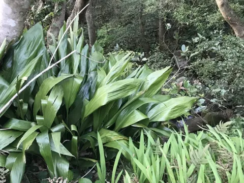 Aspidistra