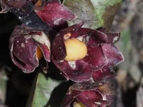 Tupistra
