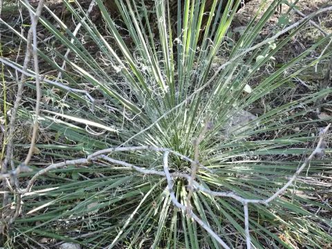 Yucca