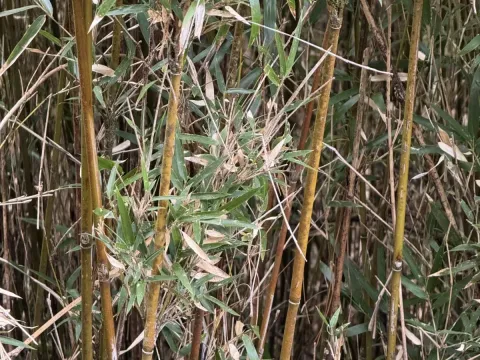 Юшания