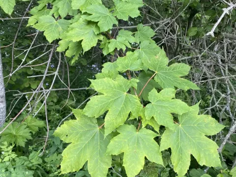 Heldreich's maple