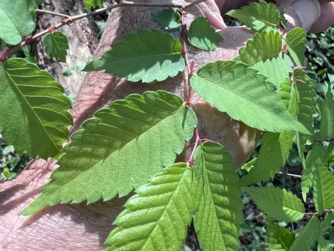 Zelkova