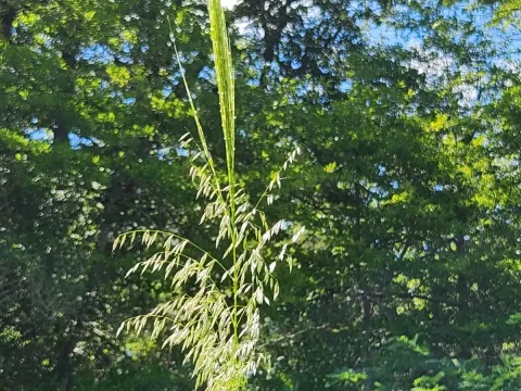 Wild rice