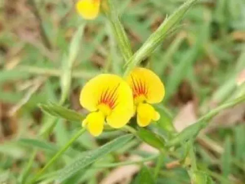 Zornia