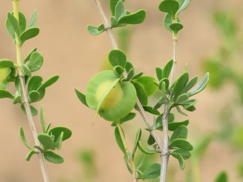 Zygophyllum