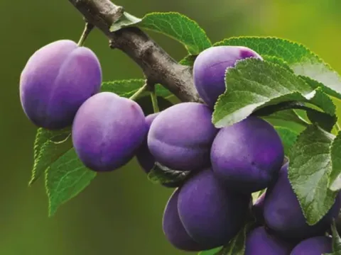 European plum
