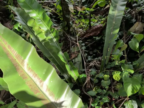 Bird's-nest fern