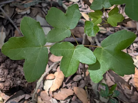 Montpellier maple