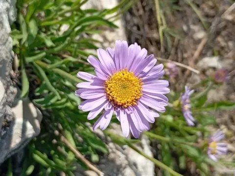 Aster